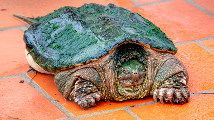 Refuge des tortues de Bessières