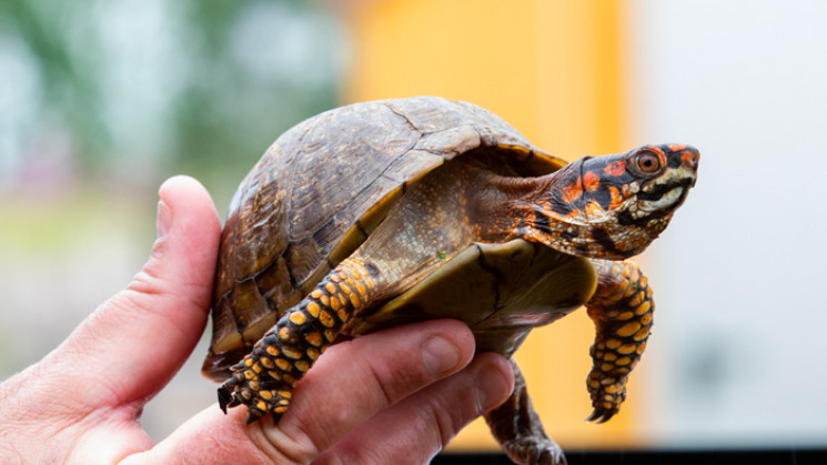 Refuge des tortues de Bessières