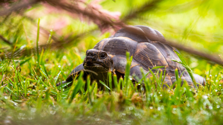 Refuge des tortues de Bessières