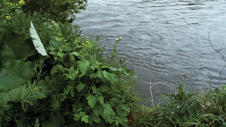 La Réserve naturelle régionale Confluence Garonne-Ariège