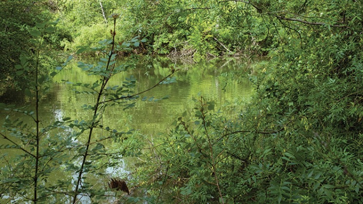 La Réserve naturelle régionale Confluence Garonne-Ariège