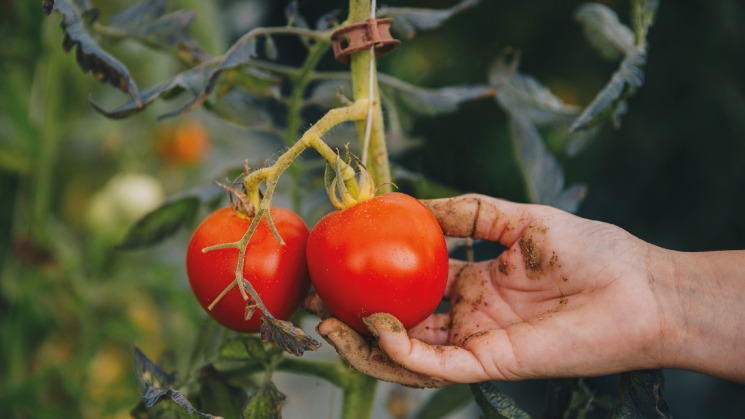 Image rapprochée d'un ramassage de tomates