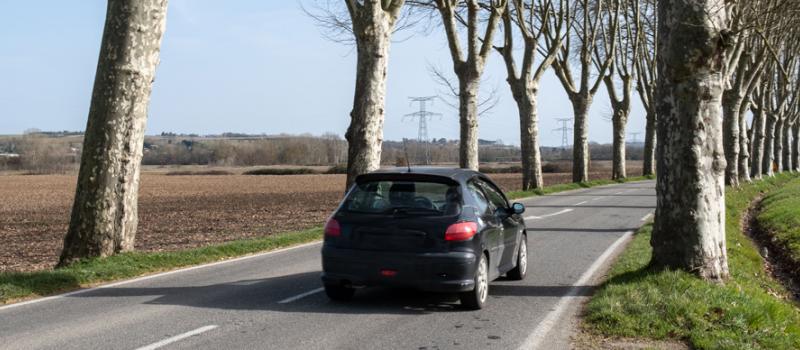 route bordée d'arbres